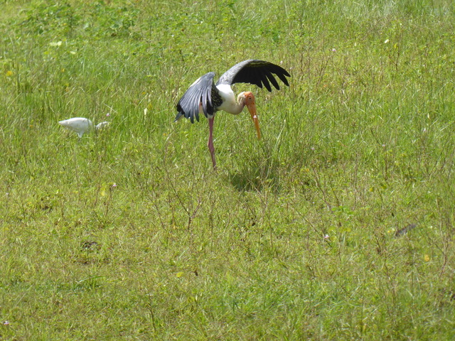 invite-to-paradise-sri-lanka-family-holiday-specialists-customer-feedback-pickering-bird-field.jpeg