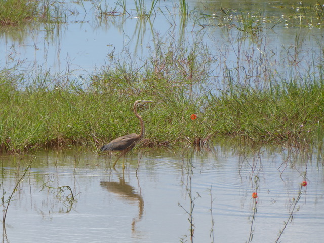 invite-to-paradise-sri-lanka-family-holiday-specialists-customer-feedback-pickering-bird-field-water.jpeg