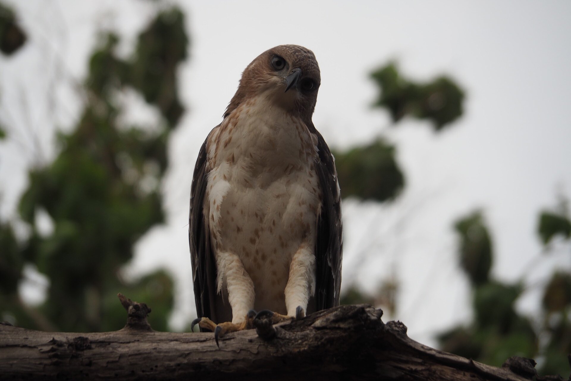 sri-lanka-eagle-wildlife-safari-holiday-review-feedback-invite-to-paradise-quentin-kate-hulm.jpg