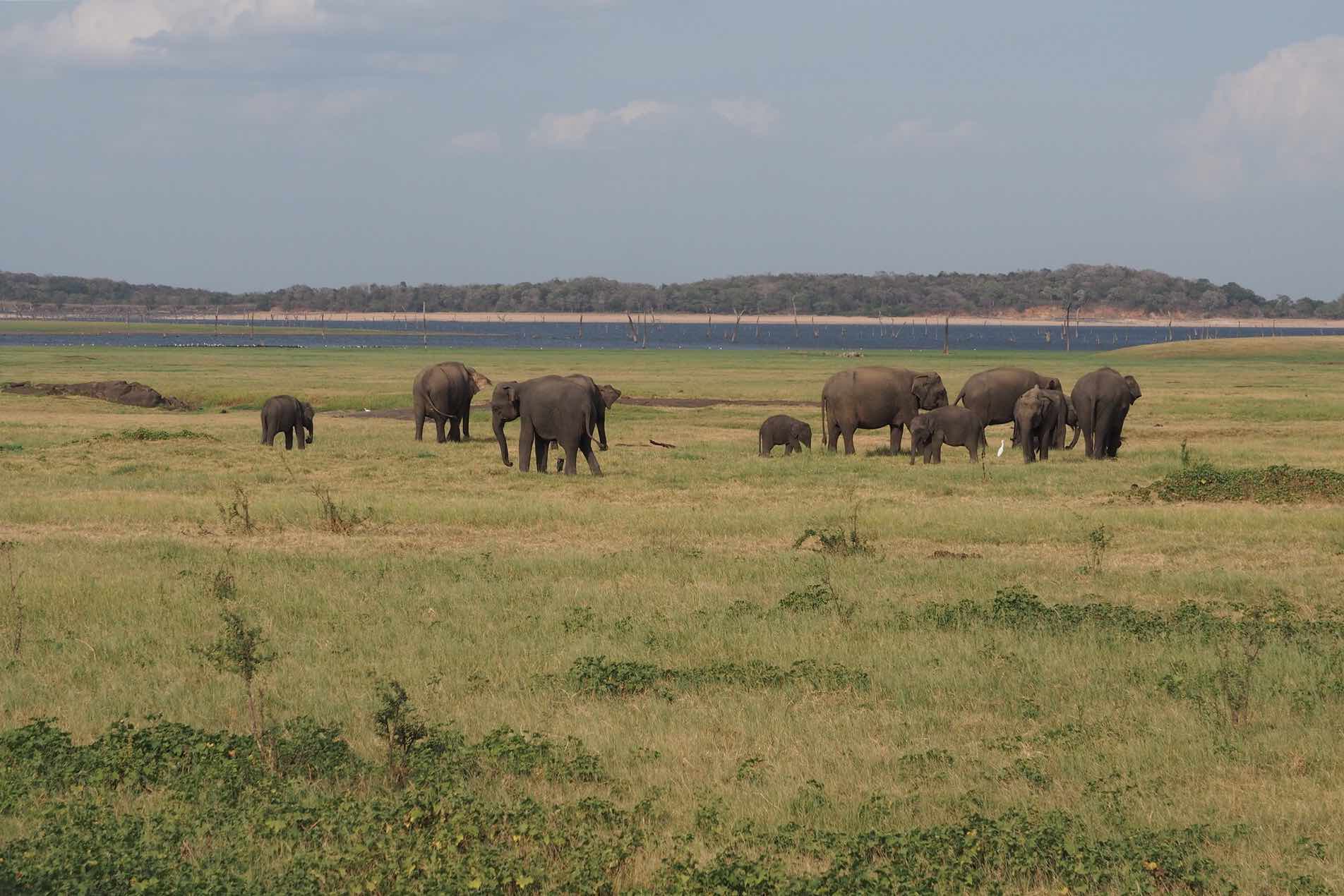 sri-lanka-elephant-wildlife-safari-holiday-review-feedback-invite-to-paradise-quentin-kate-hulm.jpg