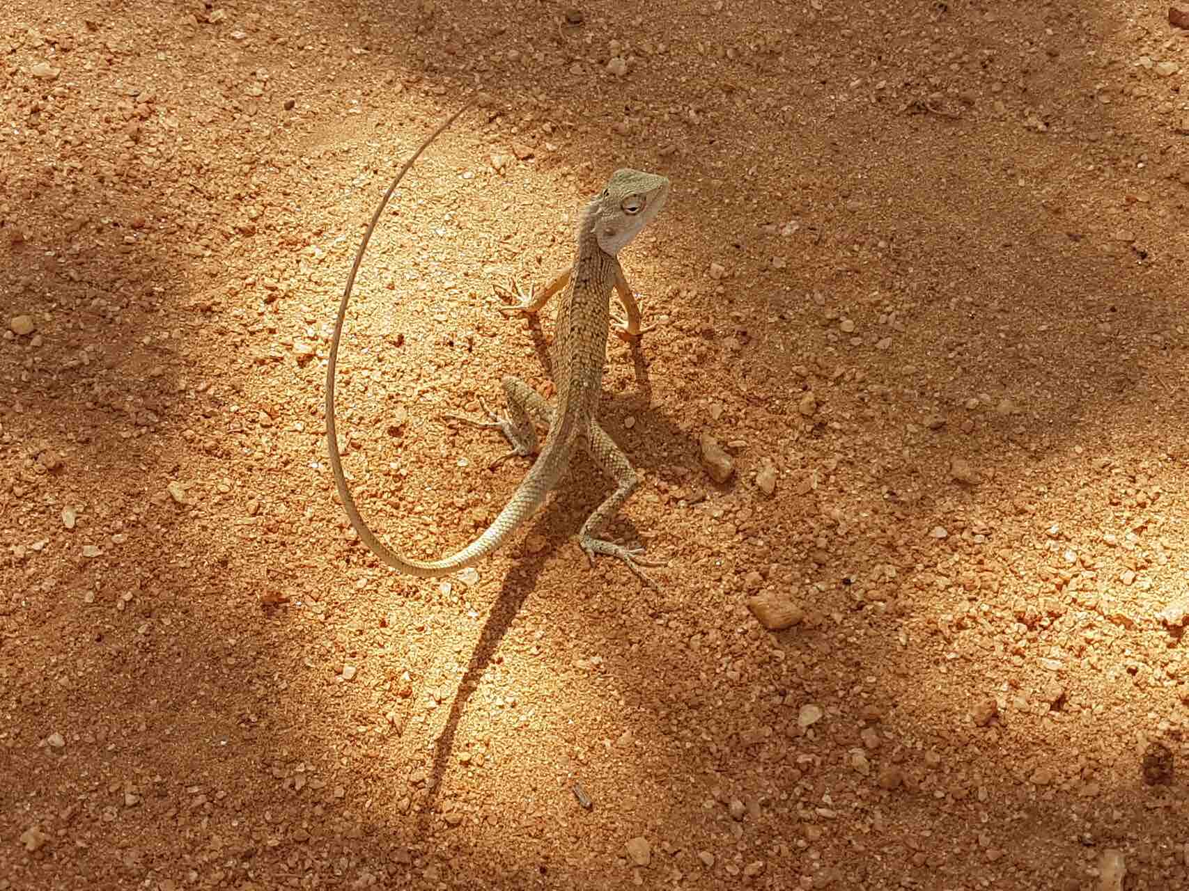 sri-lanka-lizard-holiday-review-feedback-invite-to-paradise-quentin-kate-hulm.jpg