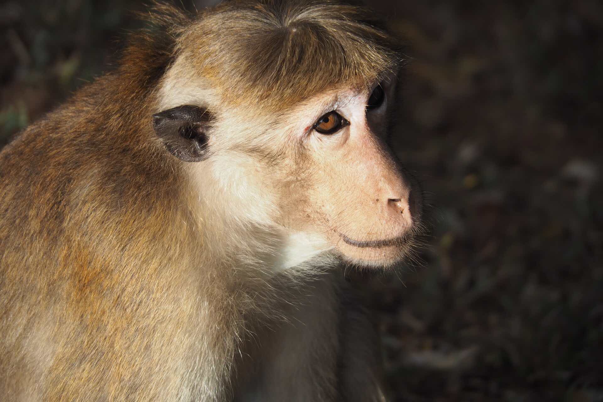 sri-lanka-monkey-holiday-review-feedback-invite-to-paradise-quentin-kate-hulm.jpg