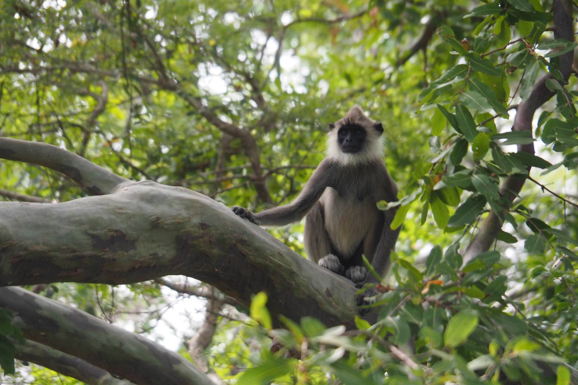 sri-lanka-monkey-tree-holiday-review-feedback-invite-to-paradise-quentin-kate-hulm.jpg