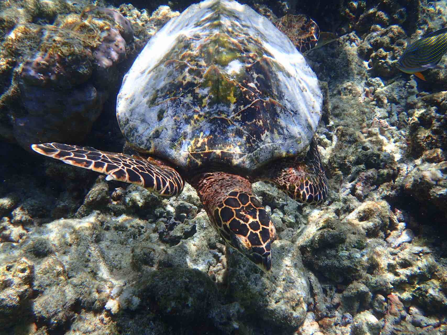 maldives-oblu-by-atmosphere-at-helengeli-sea-turtle-holiday-review-feedback-invite-to-paradise-quentin-kate-hulm.jpg