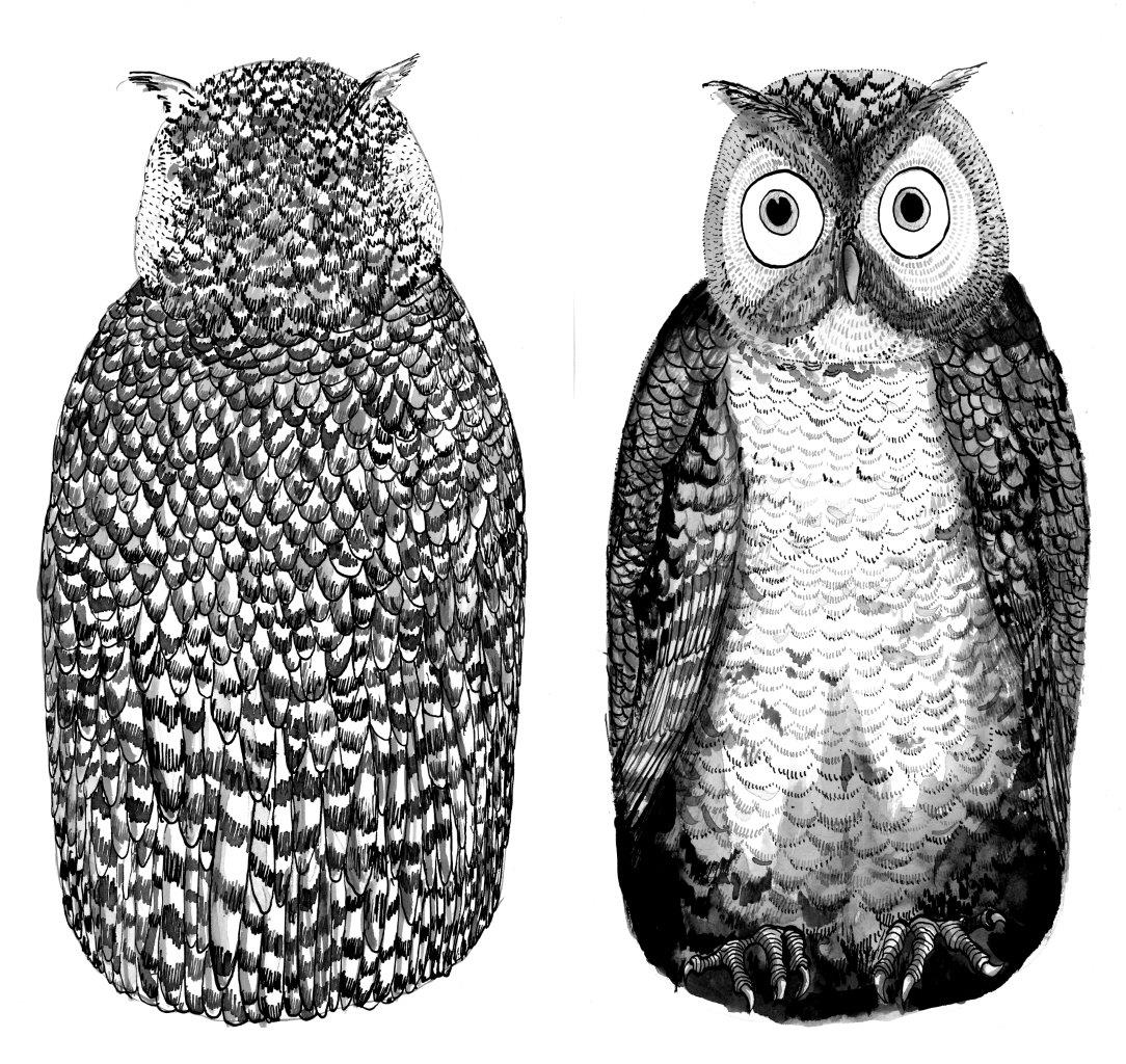 OWL (2).jpg