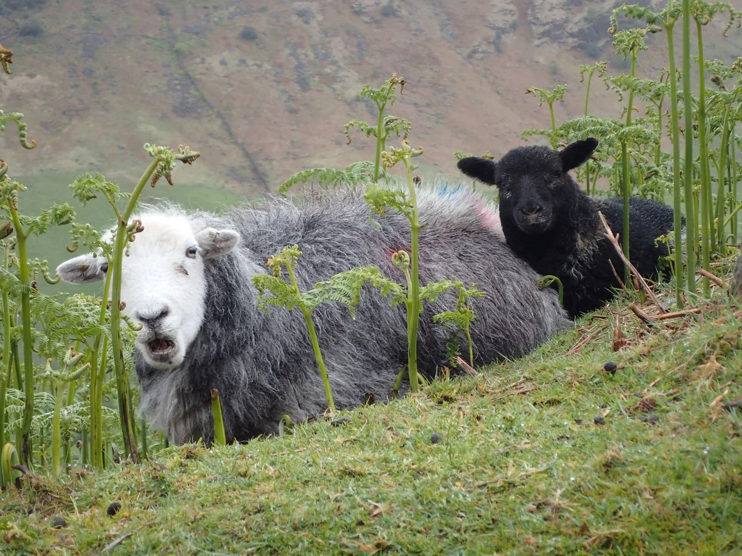 9 Things You Probably Didn’t Know About Herdwick Sheep