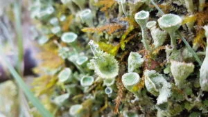 Cladonia pyxidata