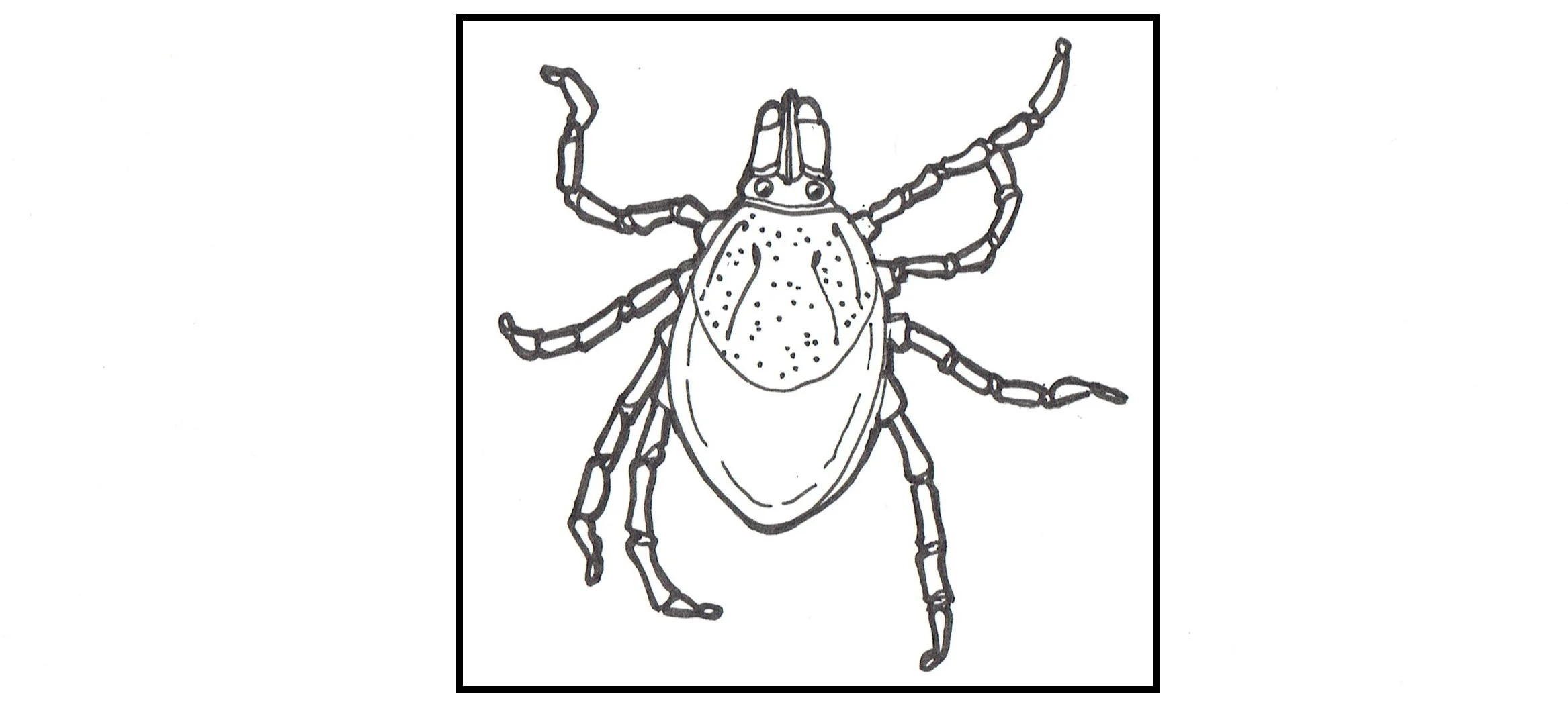 Ixodes ricinus . Artwork by Sam Ensoll