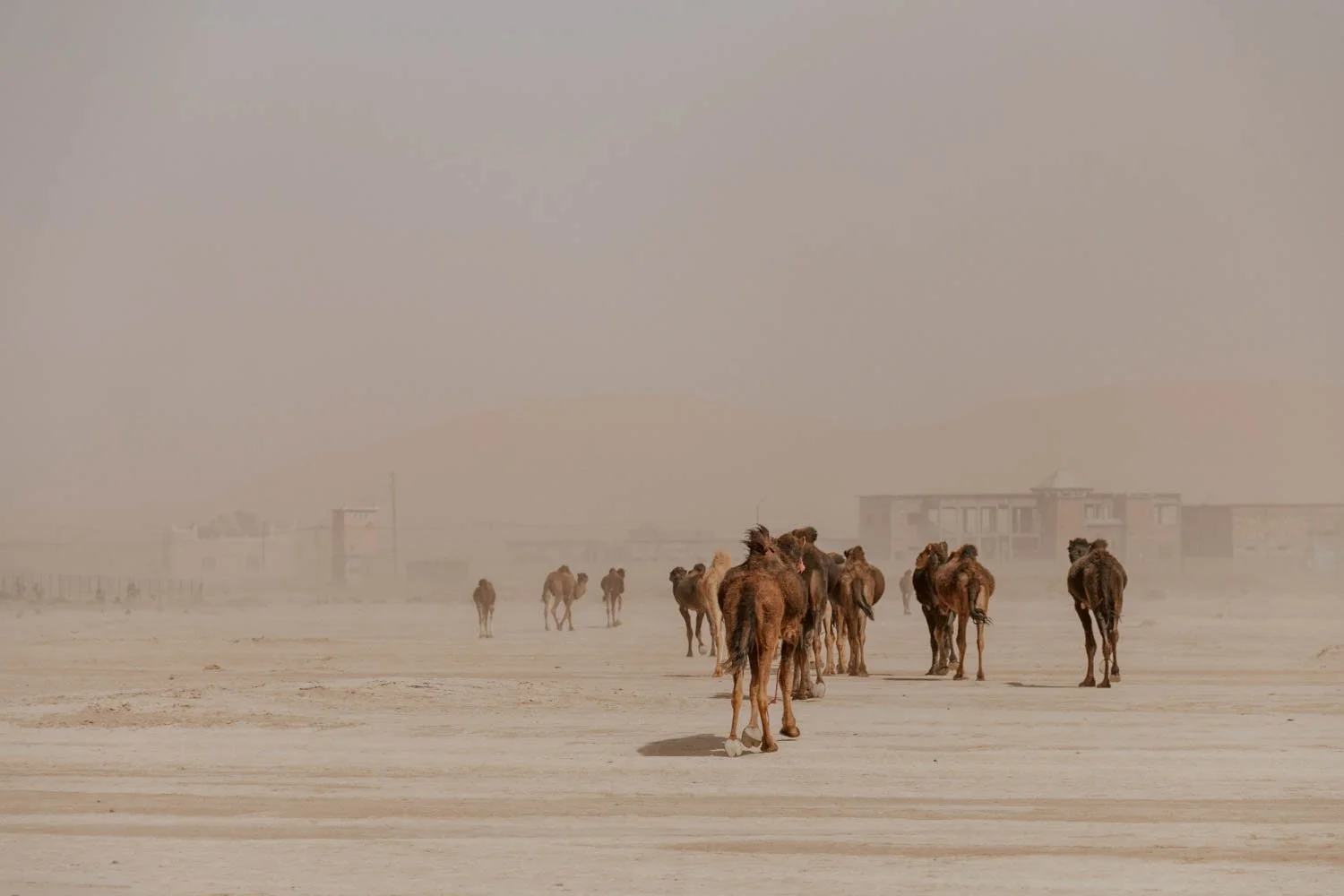 Things to know before a Moroccan road trip - camels crossing the road!