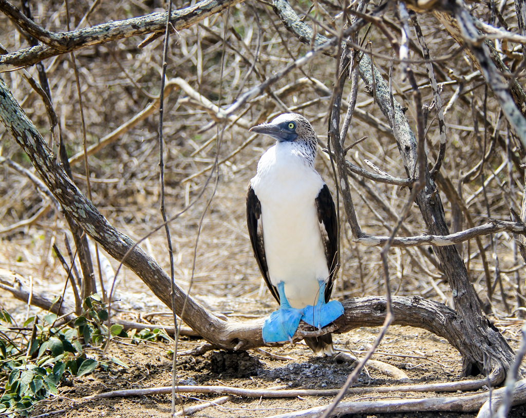 蓝脚鲣鸟，厄瓜多尔德拉普拉塔岛