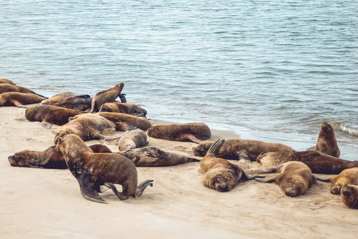 Sea lions | Beatrice Murch | License | Minor modifications made 