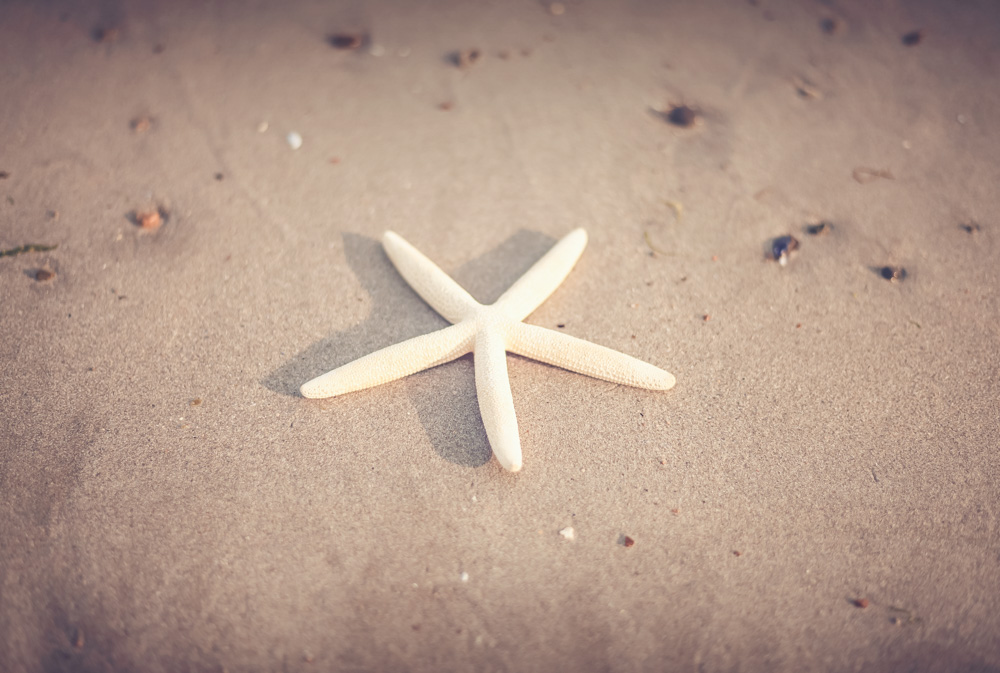 starfish-1081931.jpg