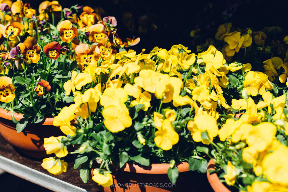 Colombia Road Flower Market - London
