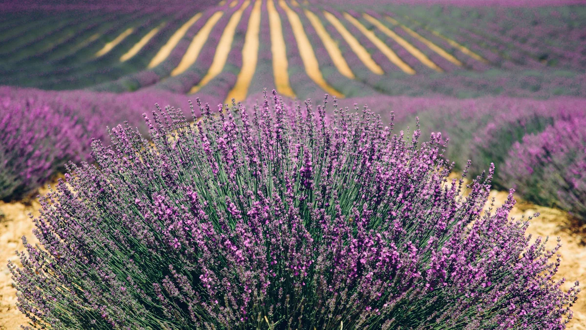 lavender-894919.jpg