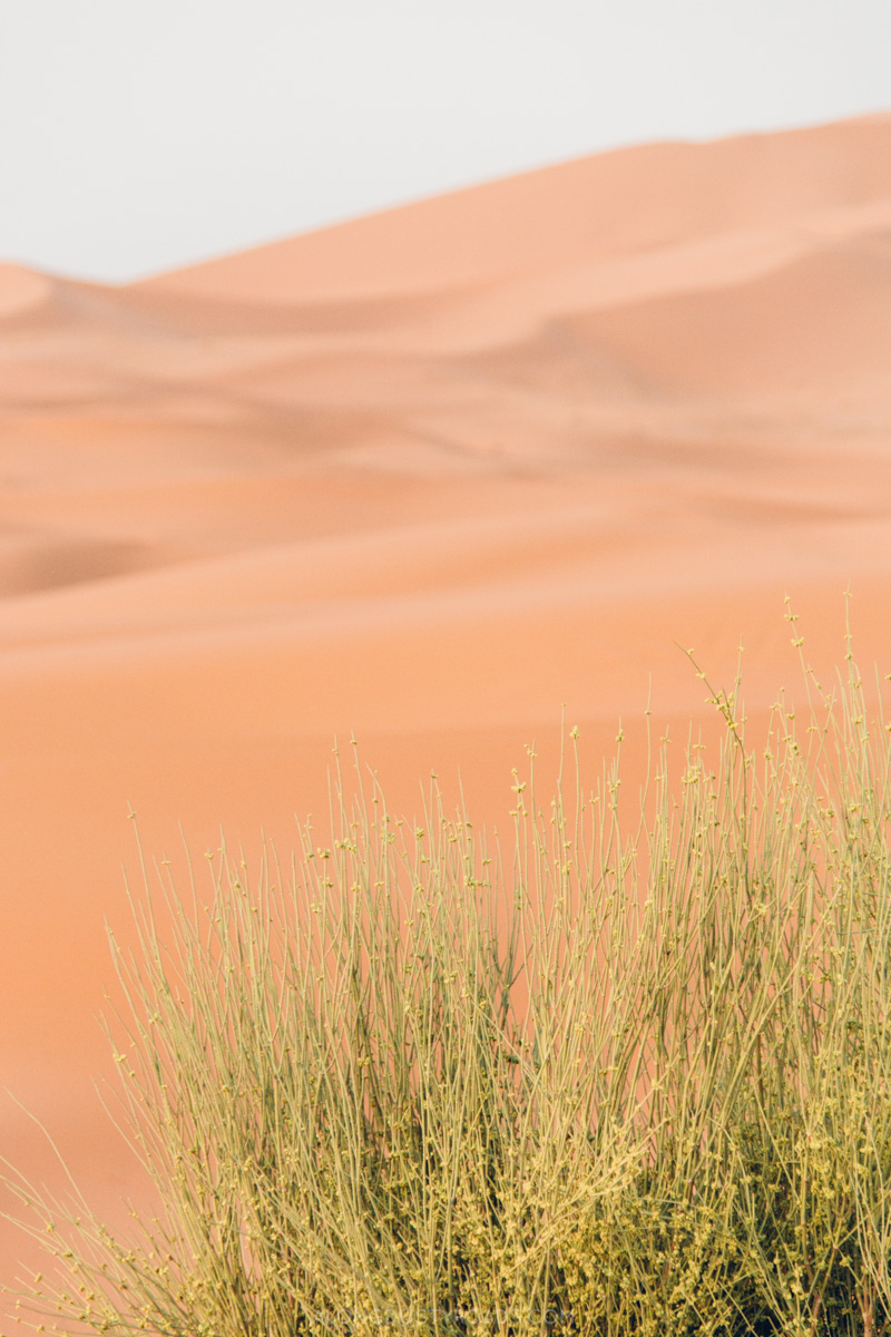  Camel Riding in the Sahara, Merzouga, Morocco