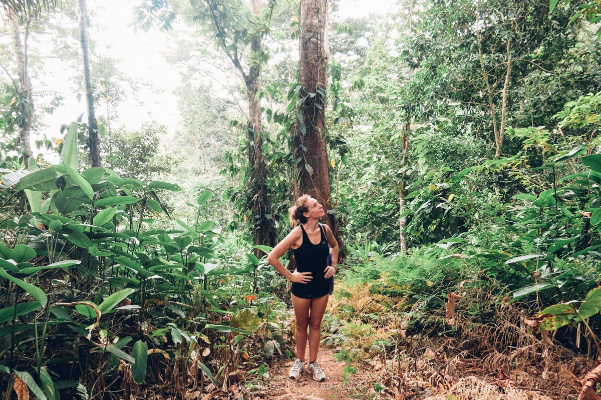 Capurgana rainforest, Colombia