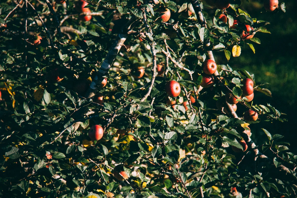 Things to do in Asturias Spain - Drink cider