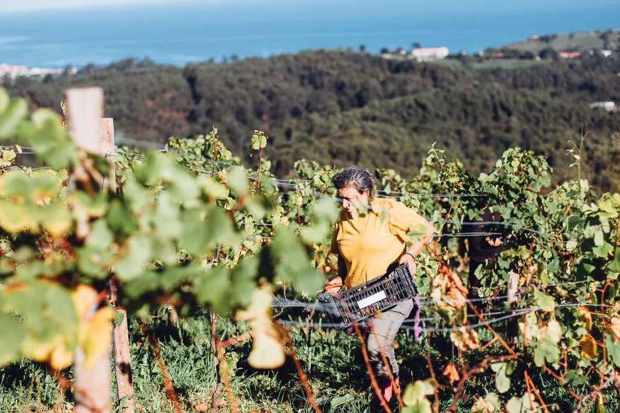 Things to do in Cantabria Spain - Harvest time in Cantabria