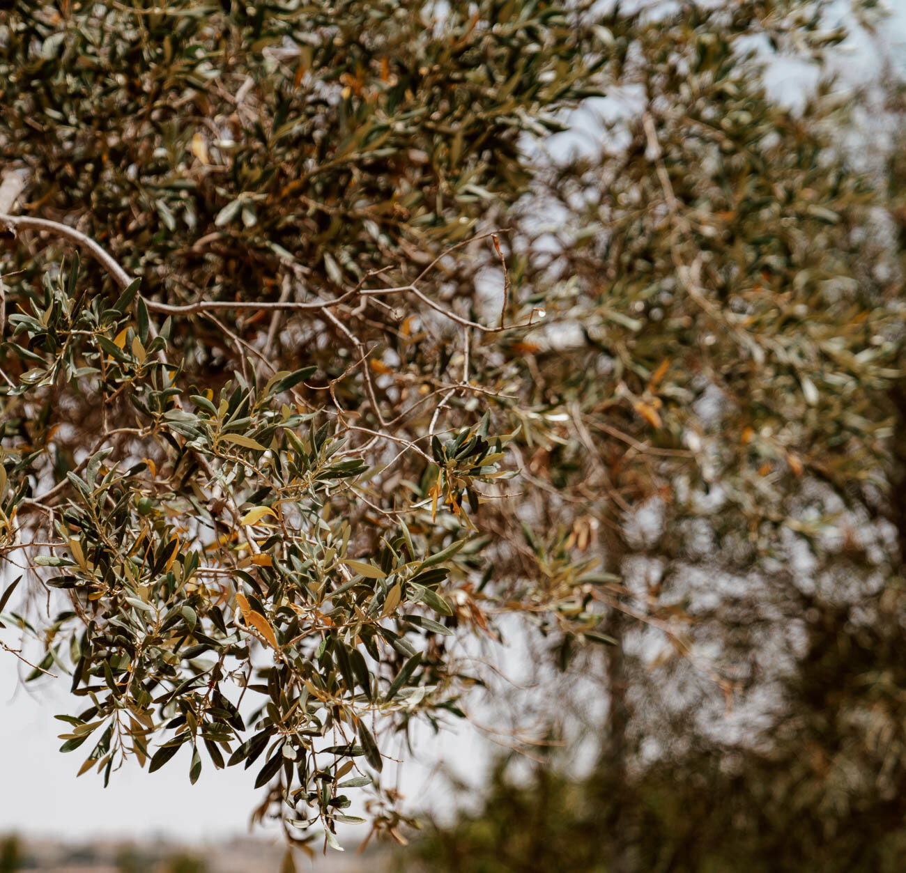 西西里山脉山谷|Olive Trees