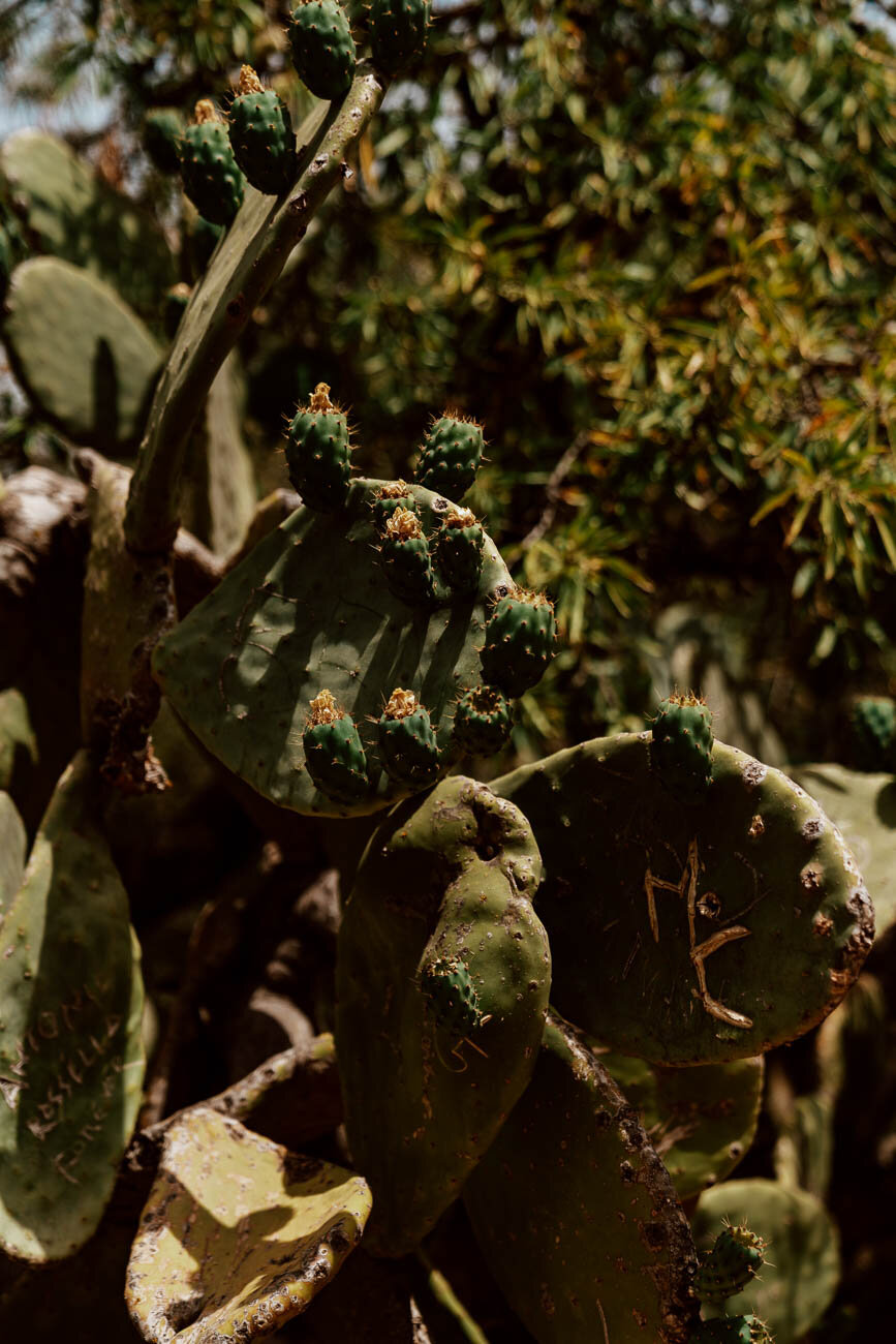 西西里山脉山谷|Cacti