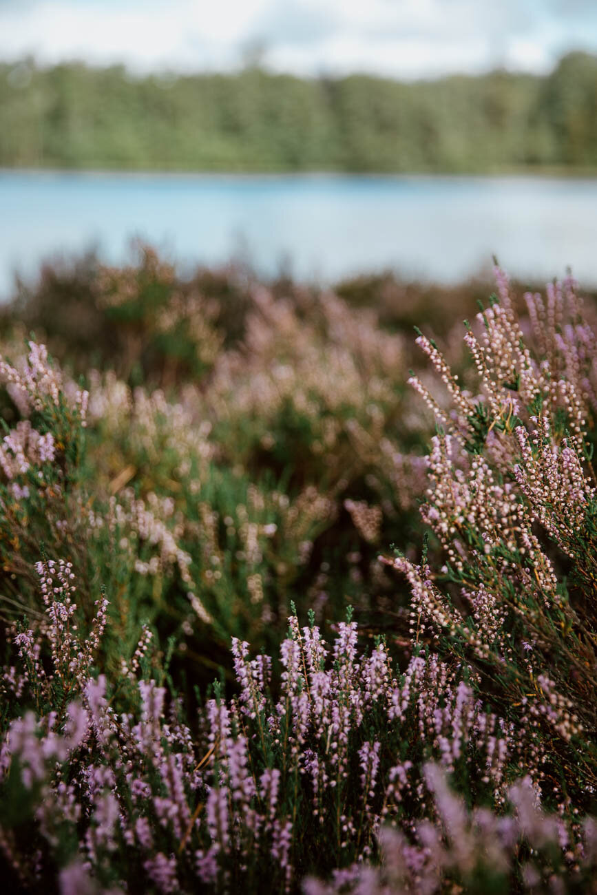 Swedish Fauna - Along Dusty Roads