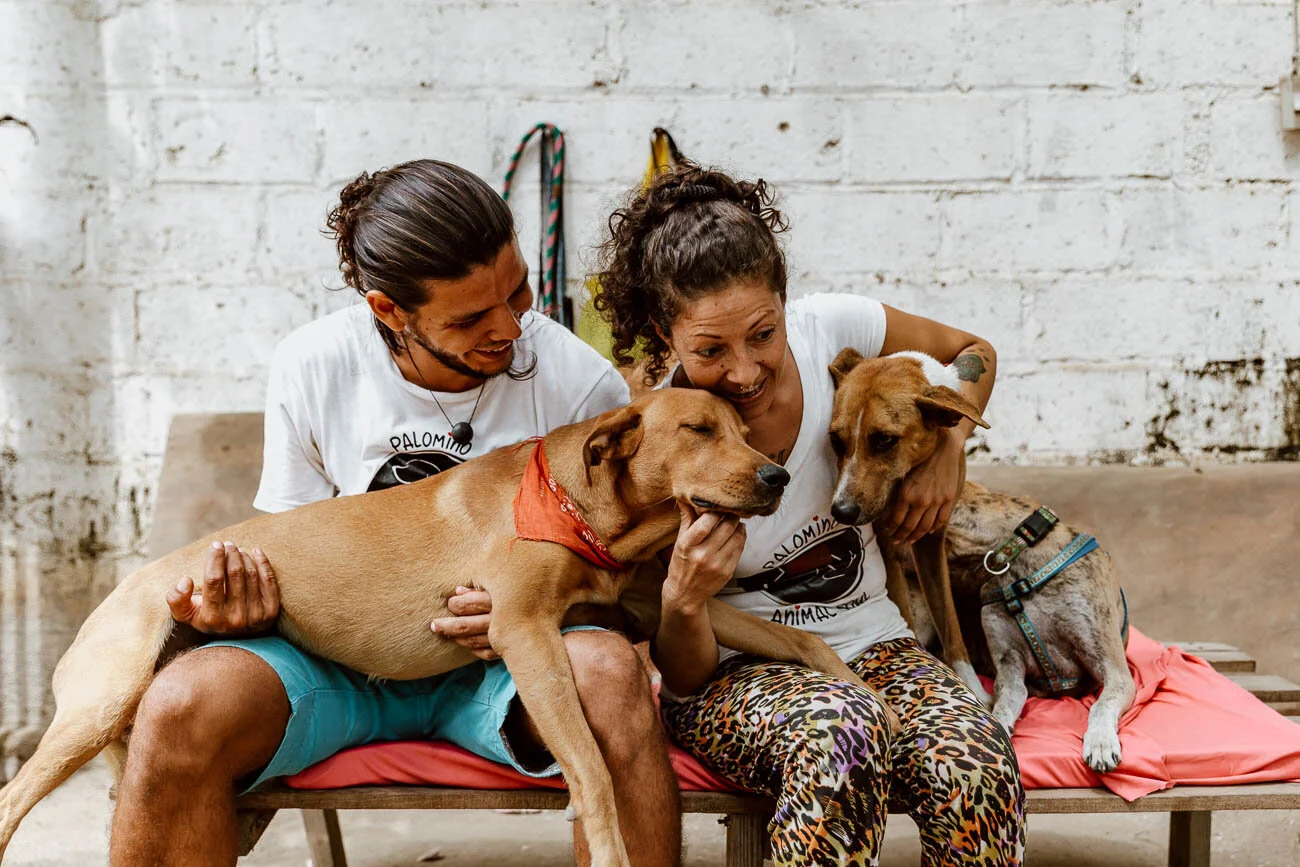 Palomino Animal Soul, Animal Shelter