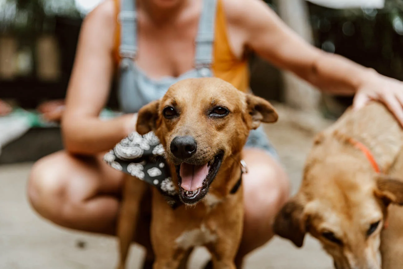 Palomino Animal Soul, Animal Shelter
