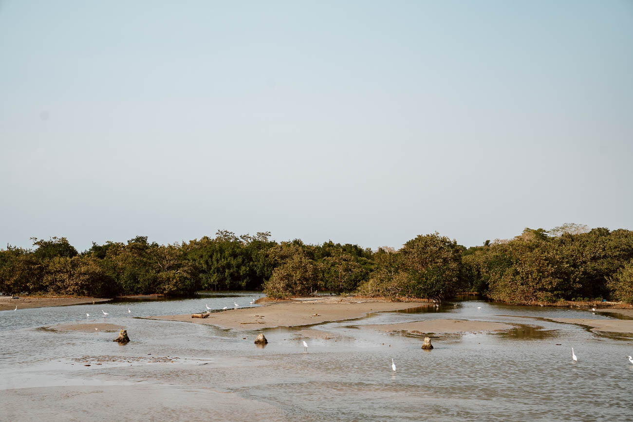 Things to do in Rincon Del Mar | Tour the Mangroves