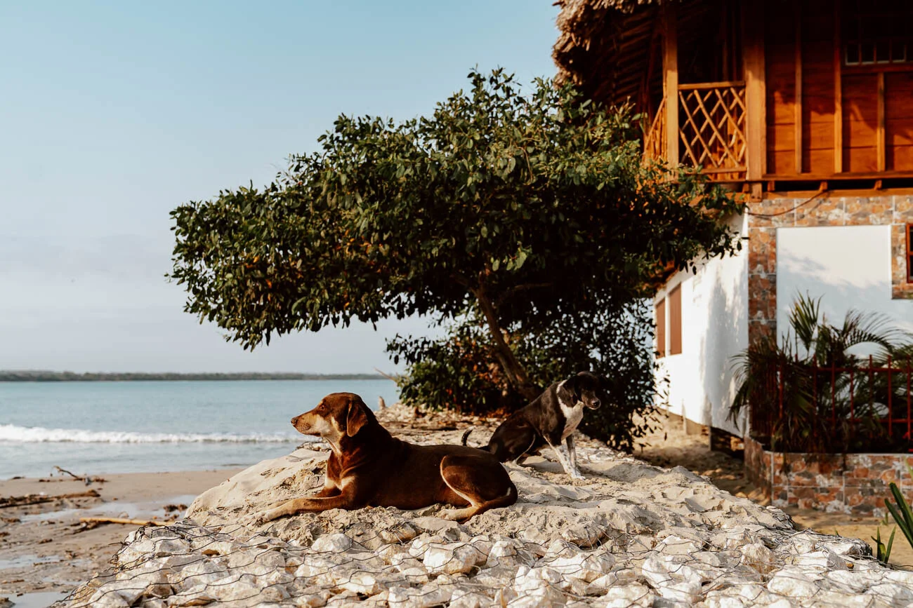 A Guide to Rincon del Mar | Sreet and Local Dogs