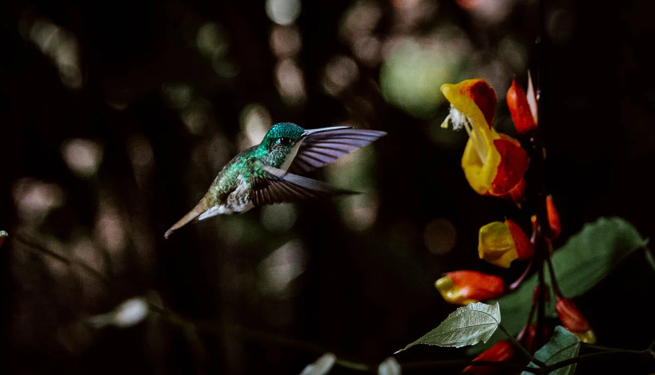 Things to do in Mindo, Ecuador | Bird Watching | Hummingbird
