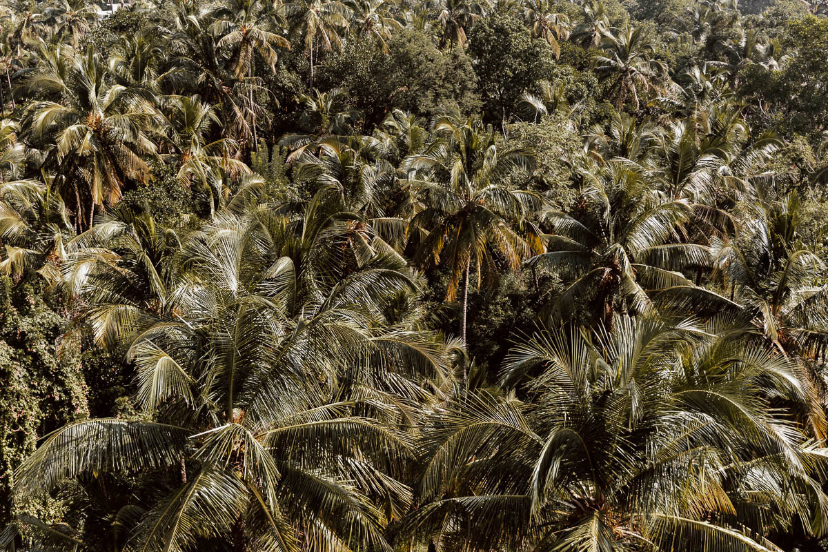 Palm trees in Kannur, Kerala