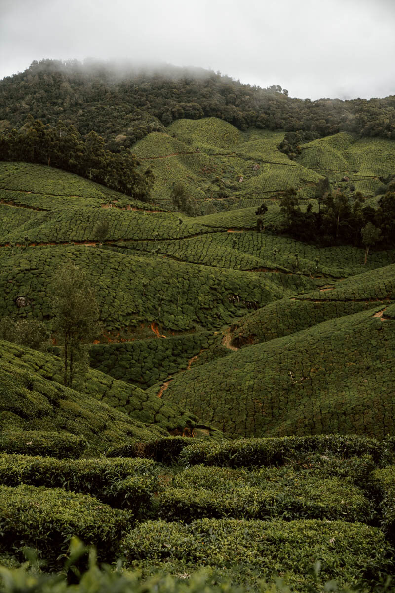 Things to do in Munnar | Go Hiking