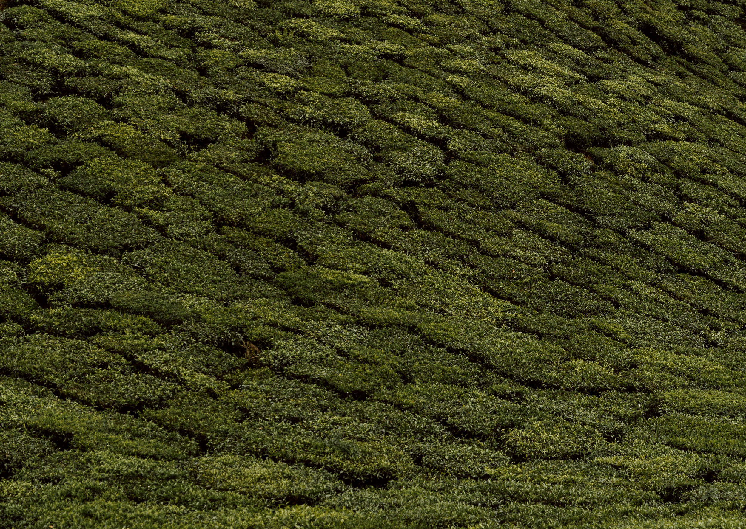 Tea Plantations, Munnar