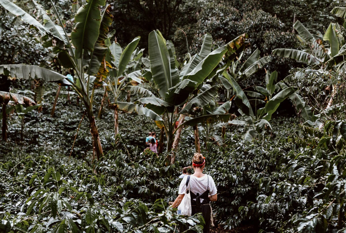 Things to do in Salento Colombia - El Ocaso Coffee Tour