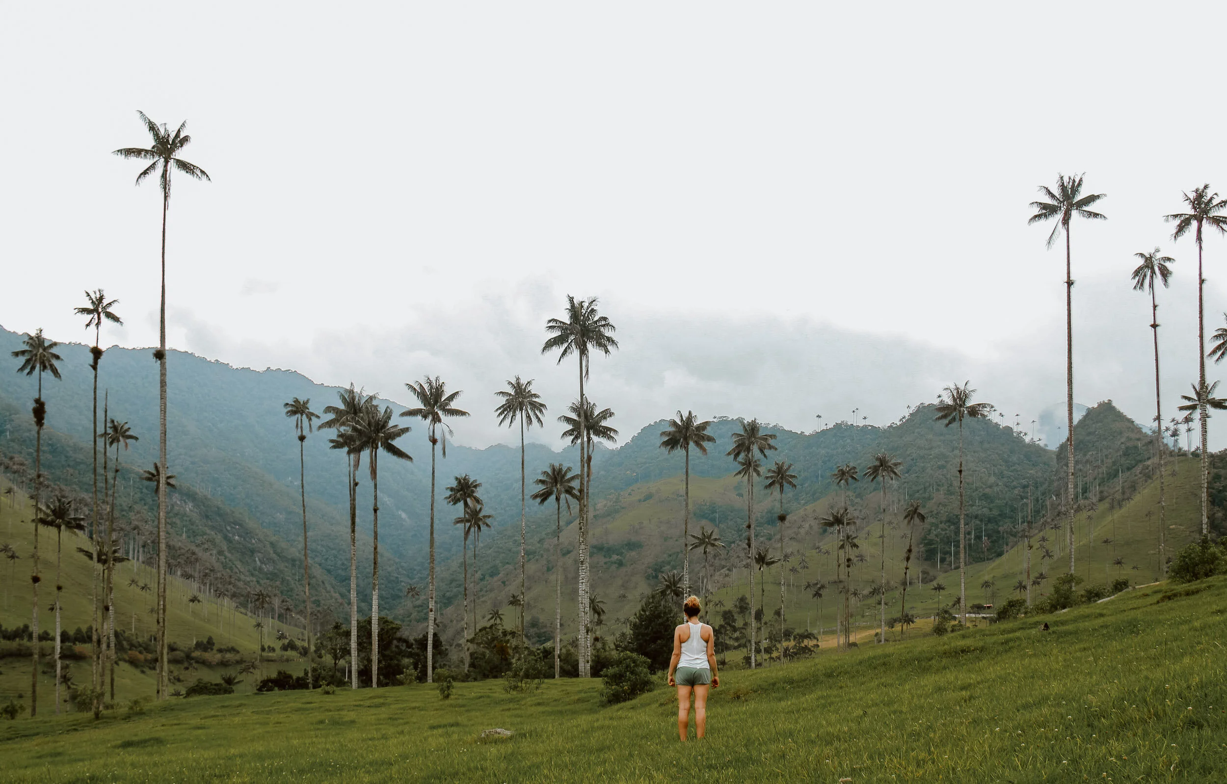 Updated Our Guide To Hiking Valle De Cocora Along Dusty Roads