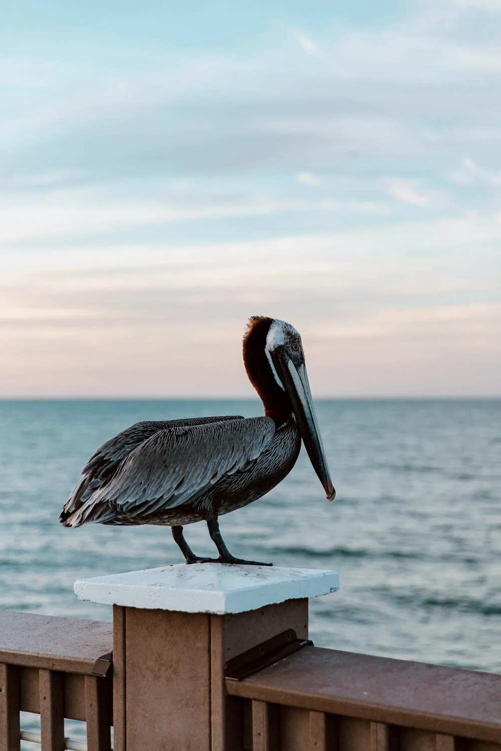 Things to do in Clearwater Florida