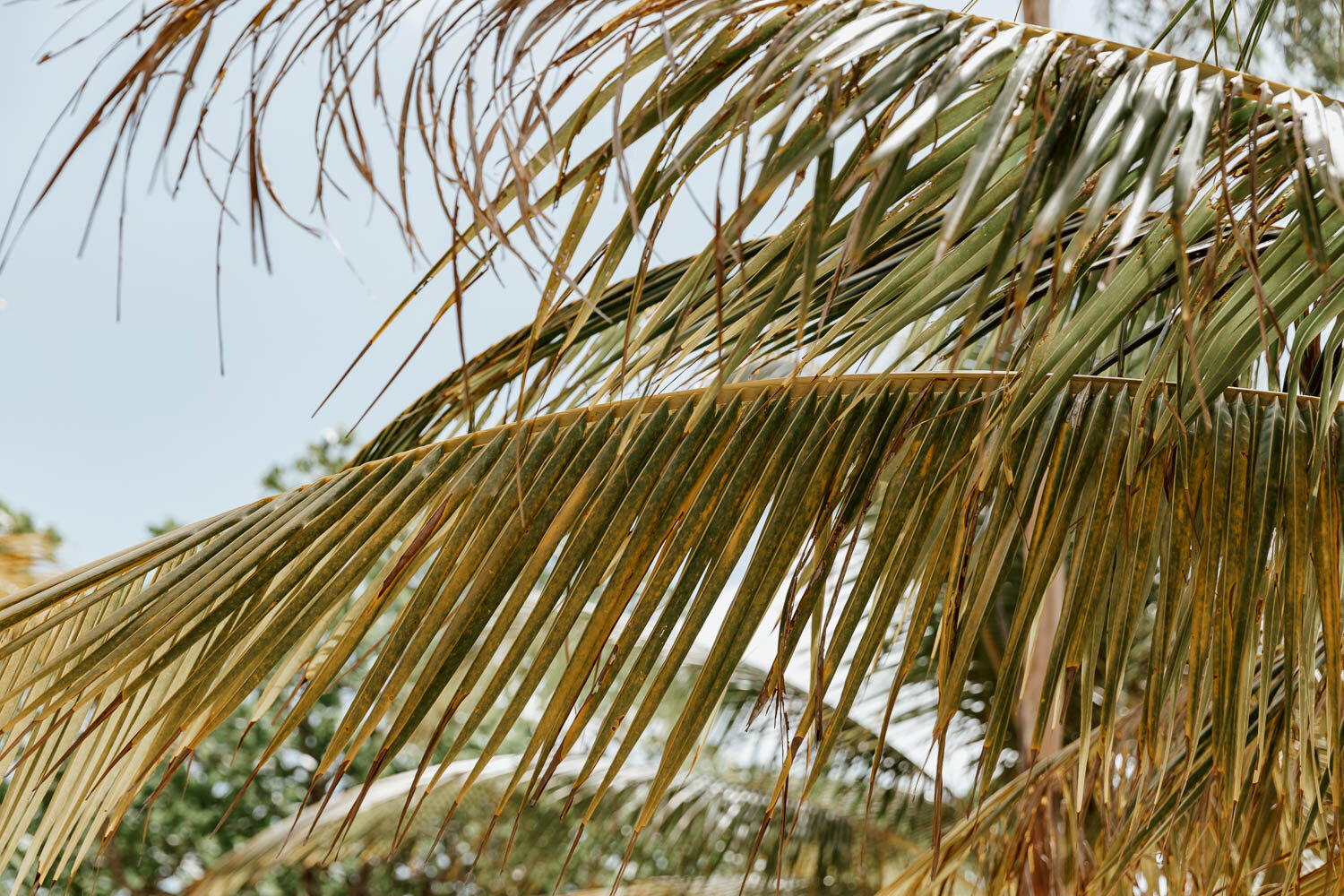 Tropical palm tree along Saracen Bay
