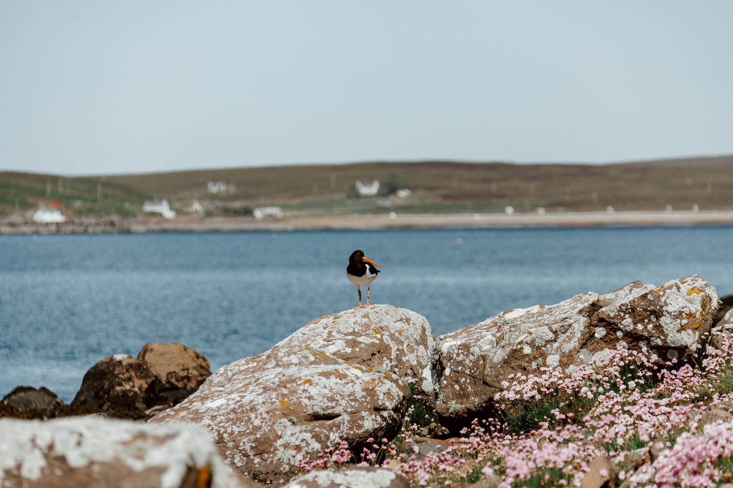 牡蛎捕手，夏天群岛，苏格兰