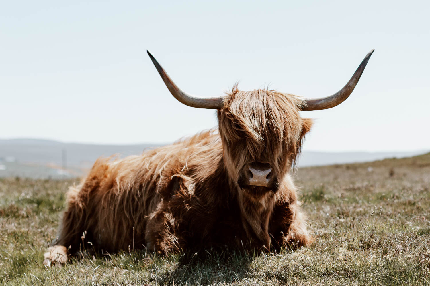 Highland cow, North Coast 500, Scotland