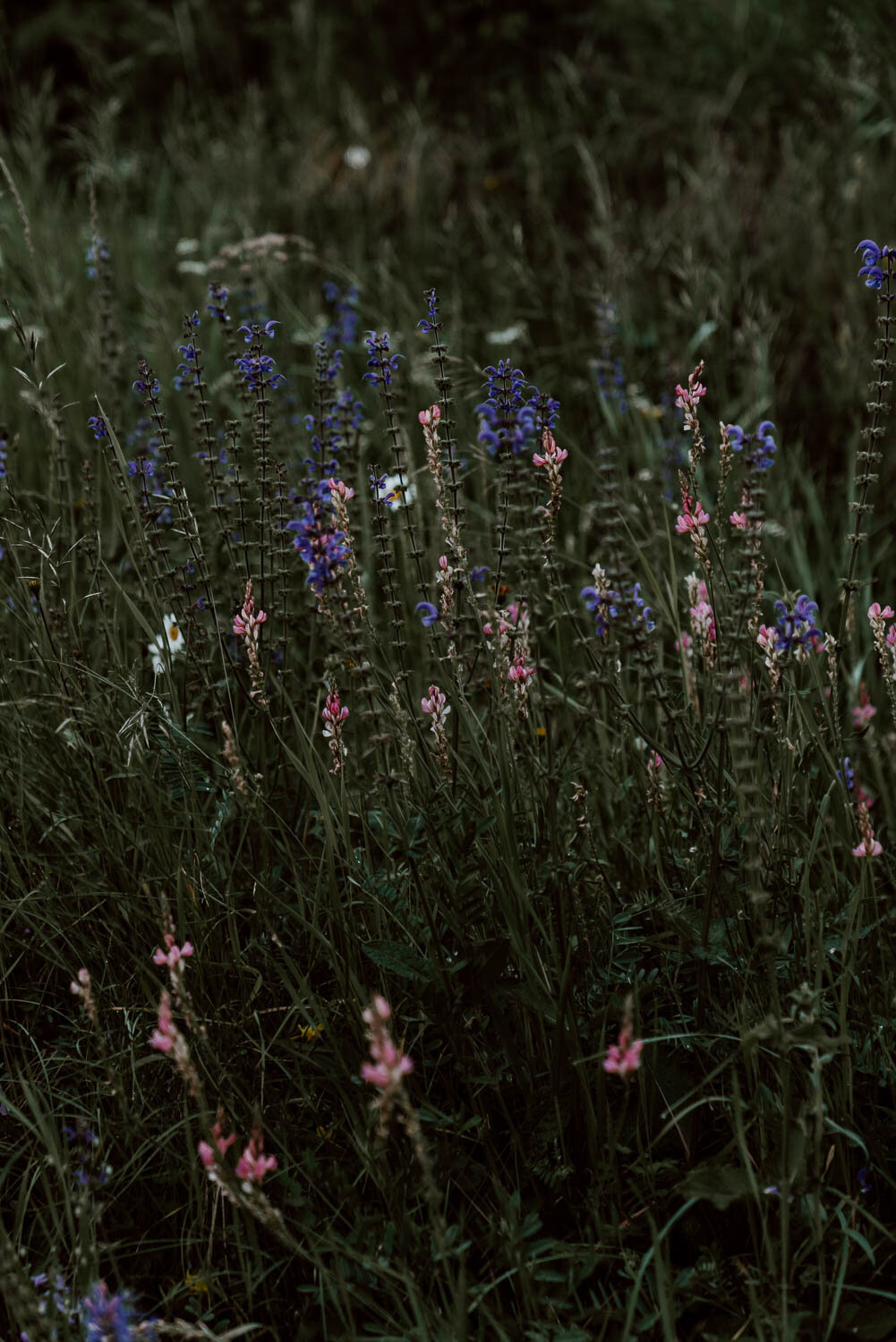 Wildflowers