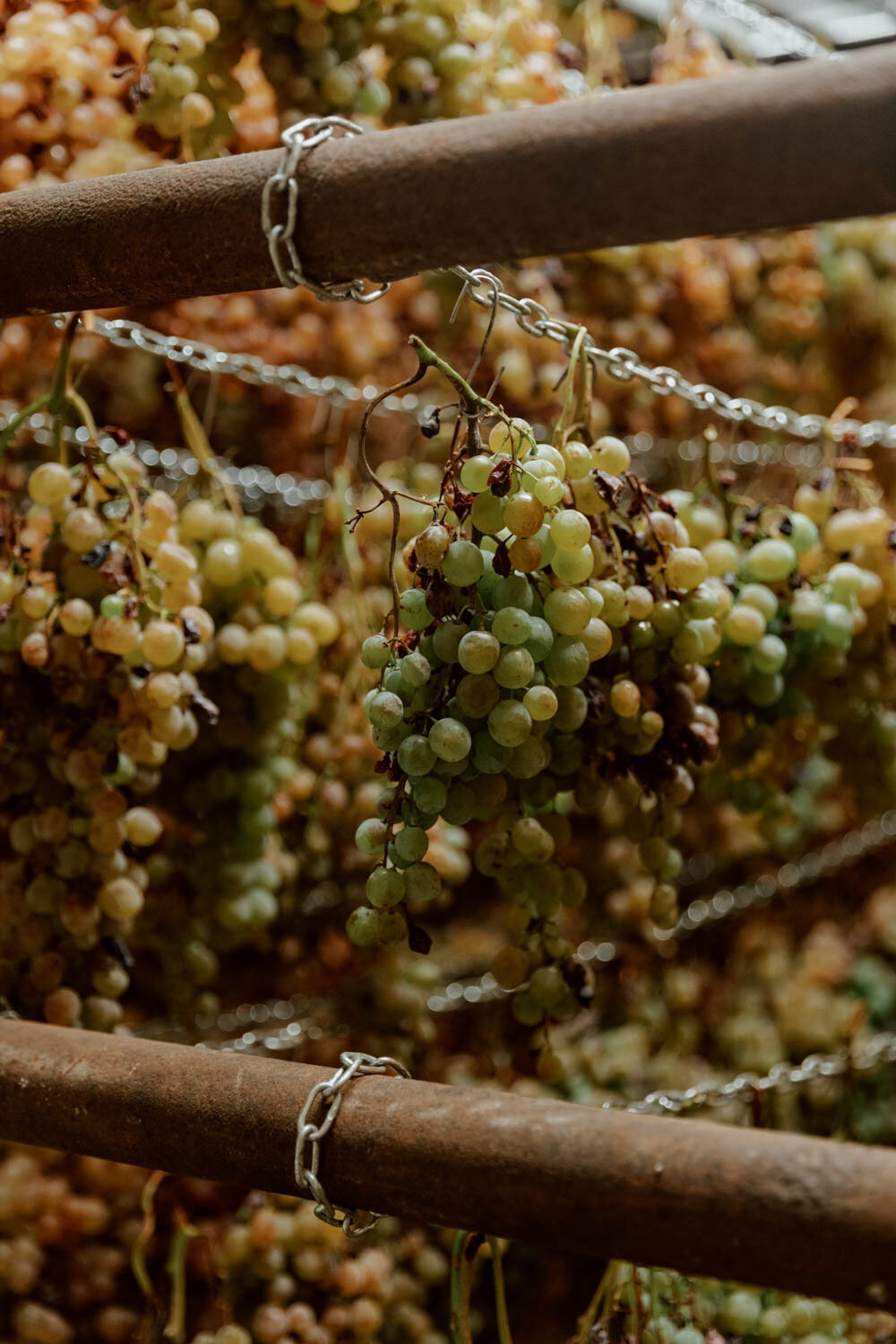 wine grapes drying out