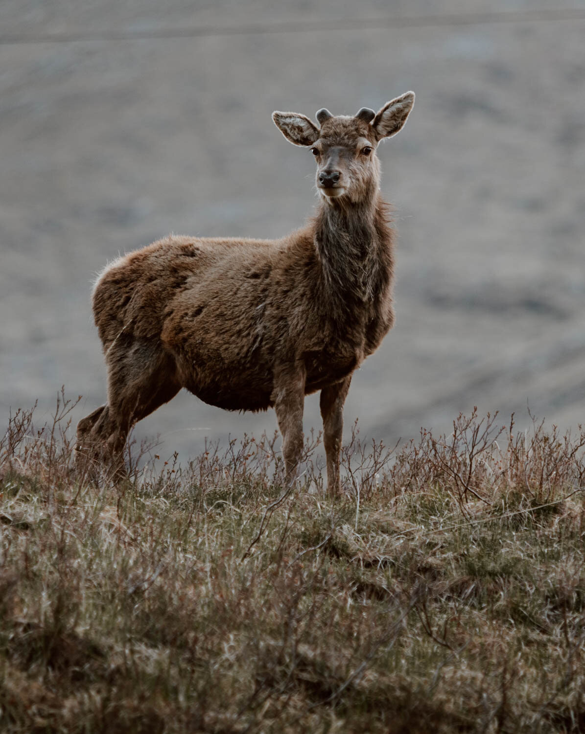 deer in glen etvie