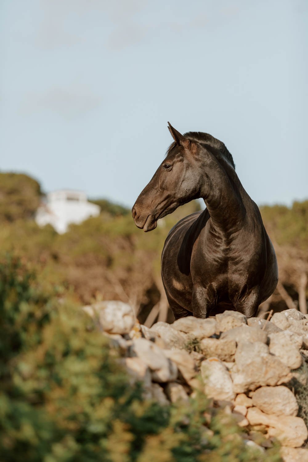 menorcan-horse