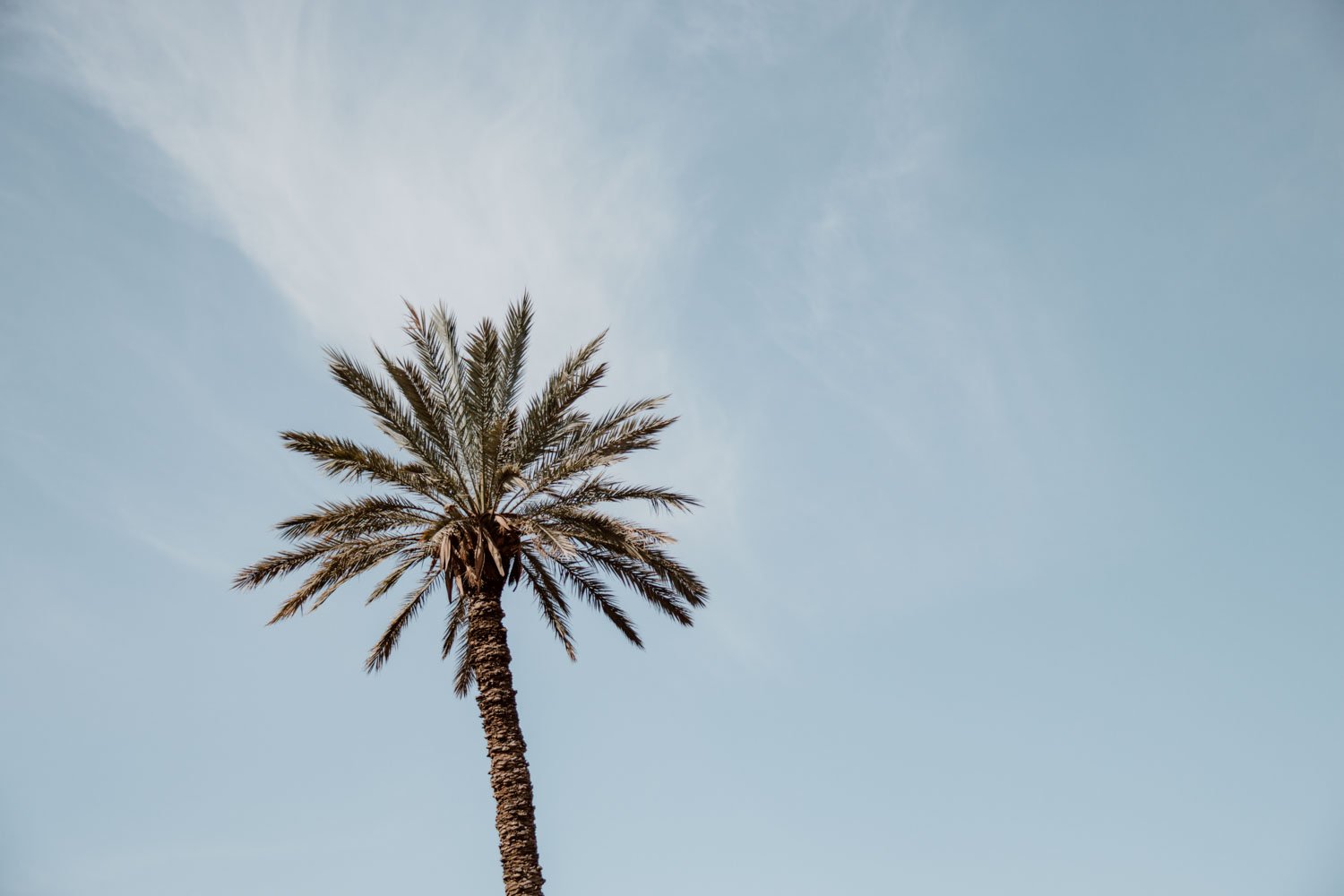 palm-tree-marrakech