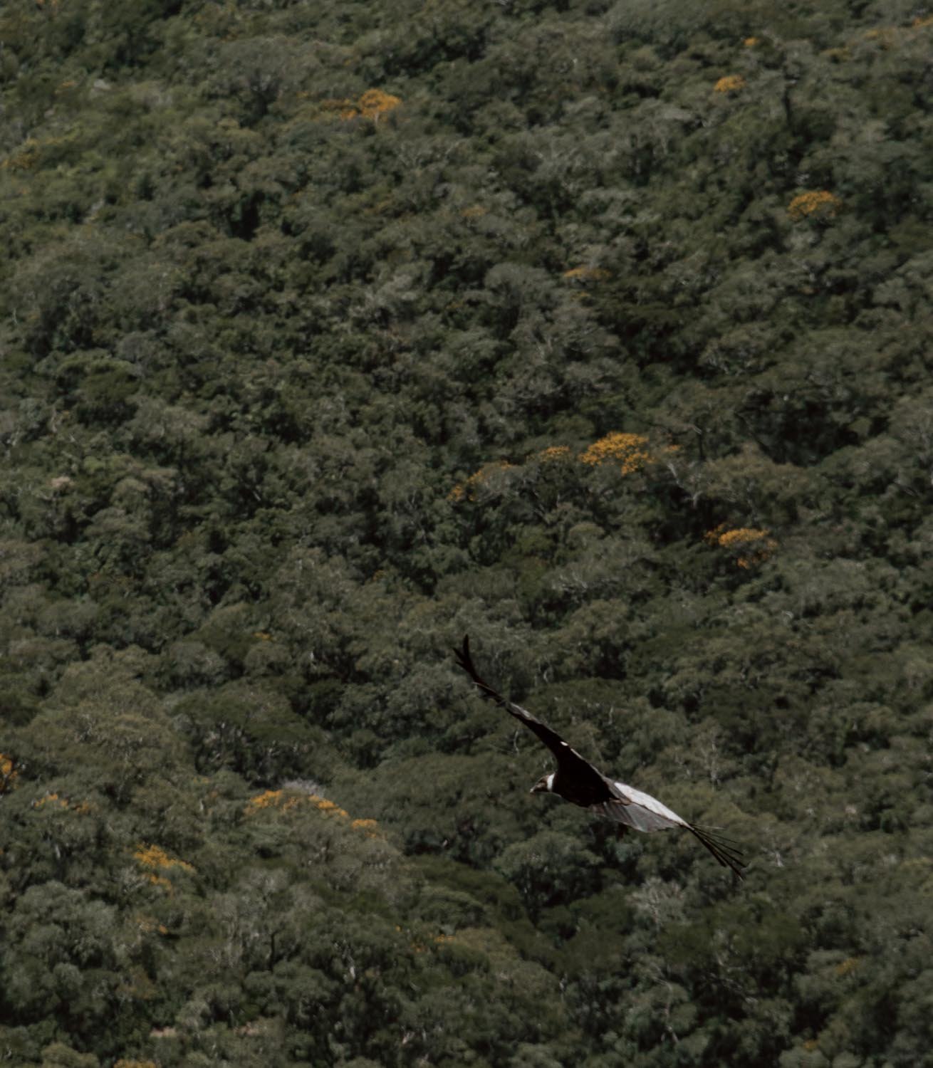 condors-bolivia-along-dusty-roads-17.jpg