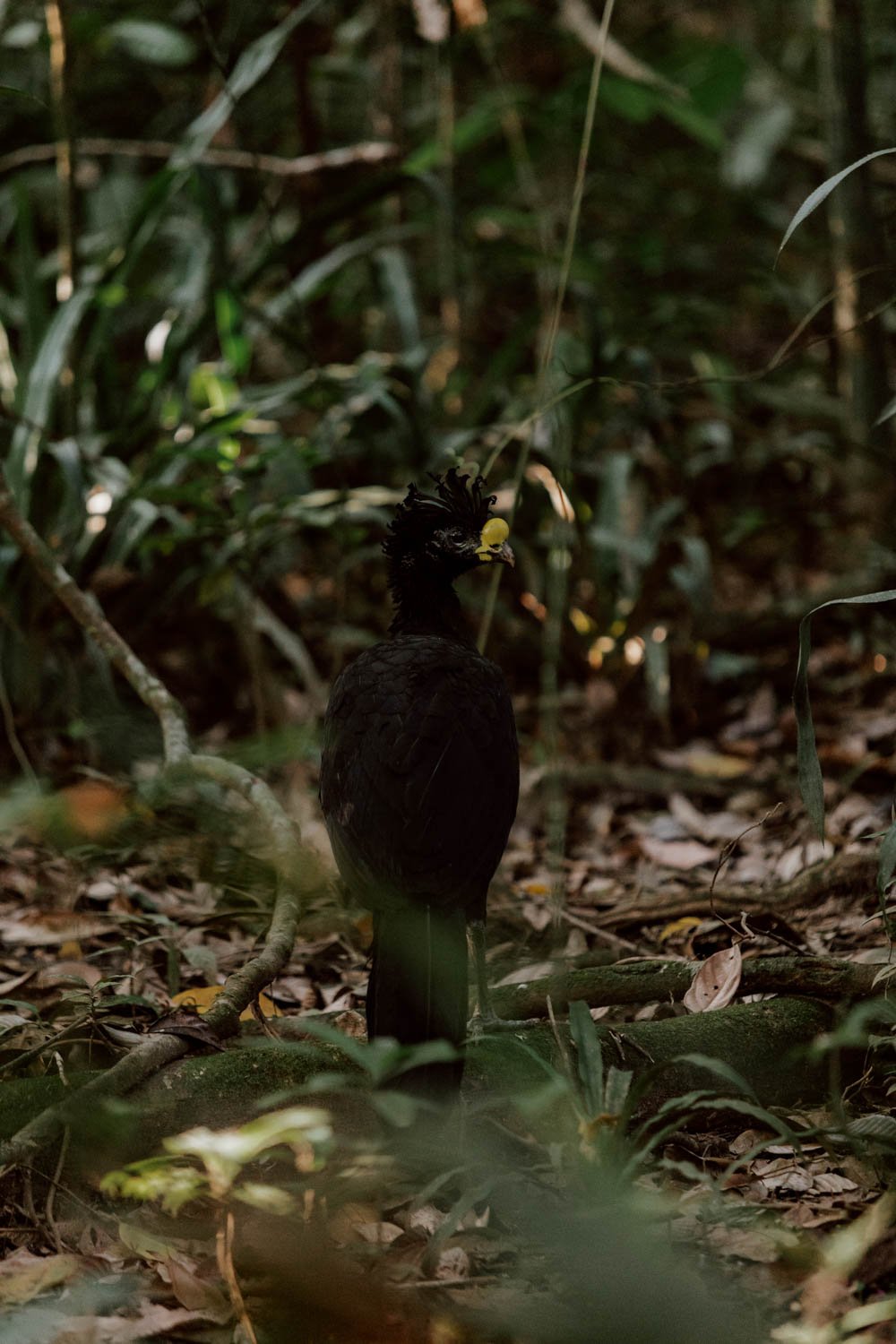 corcovado-national-park-adr-21.jpg