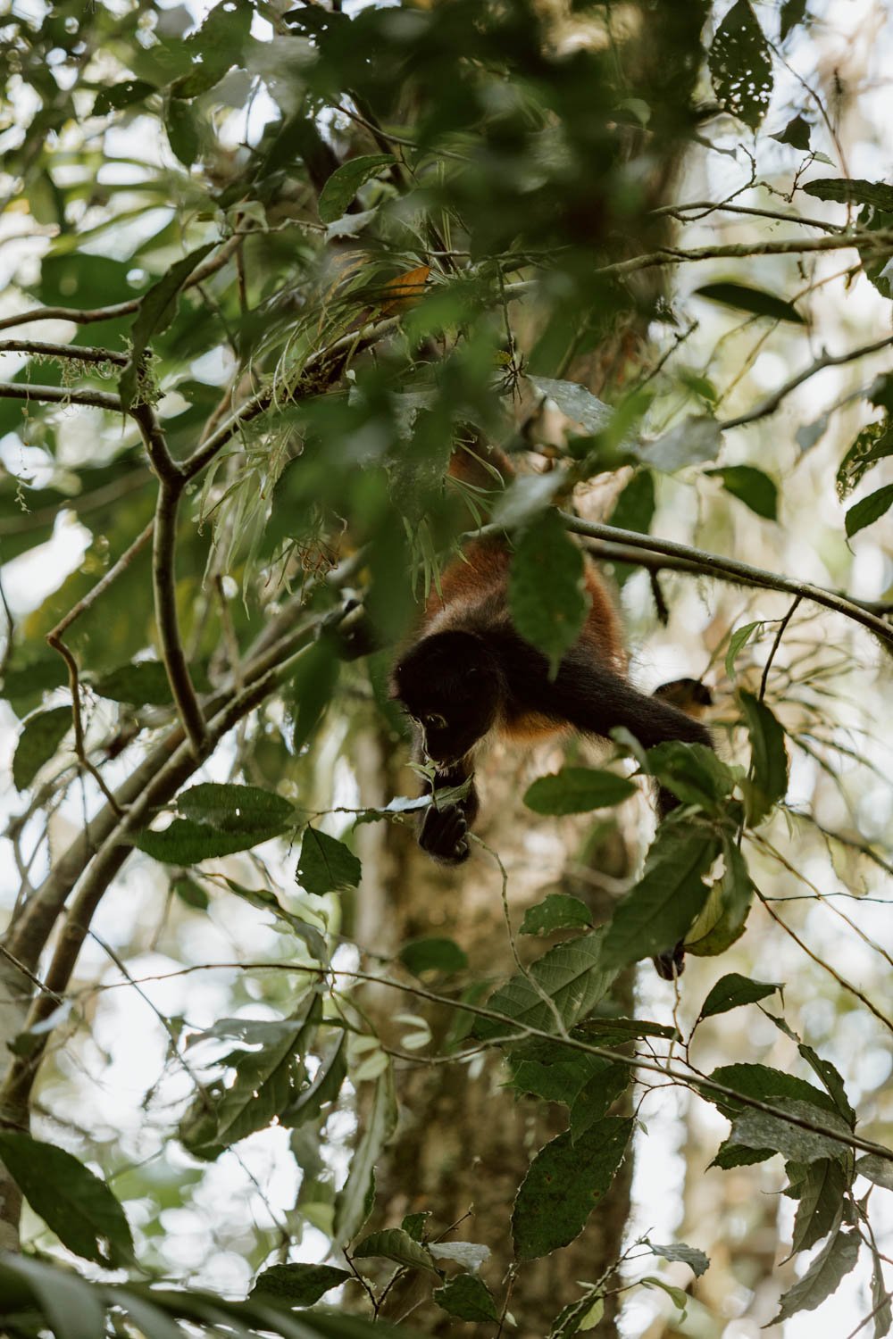 corcovado-national-park-adr-4.jpg