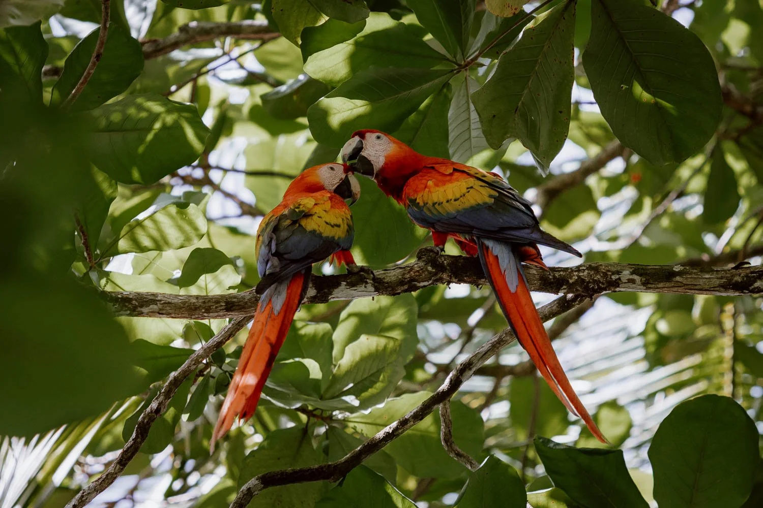 Where to Stay in Manuel Antonio | The Best Hotels, Airbnbs &amp; Areas
