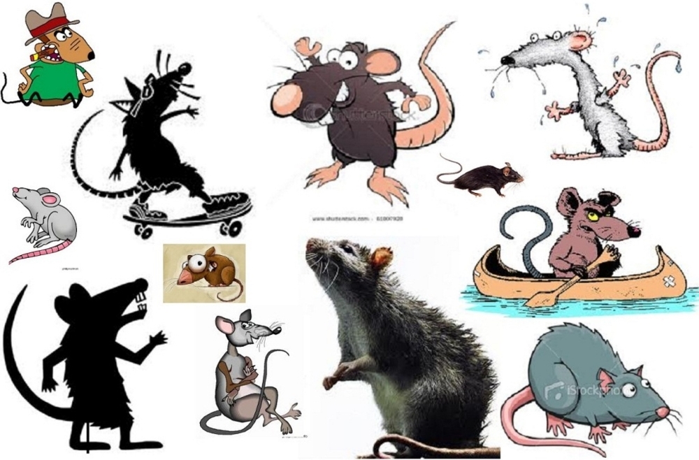 0000Rat Collage 3 compressed a little.jpg
