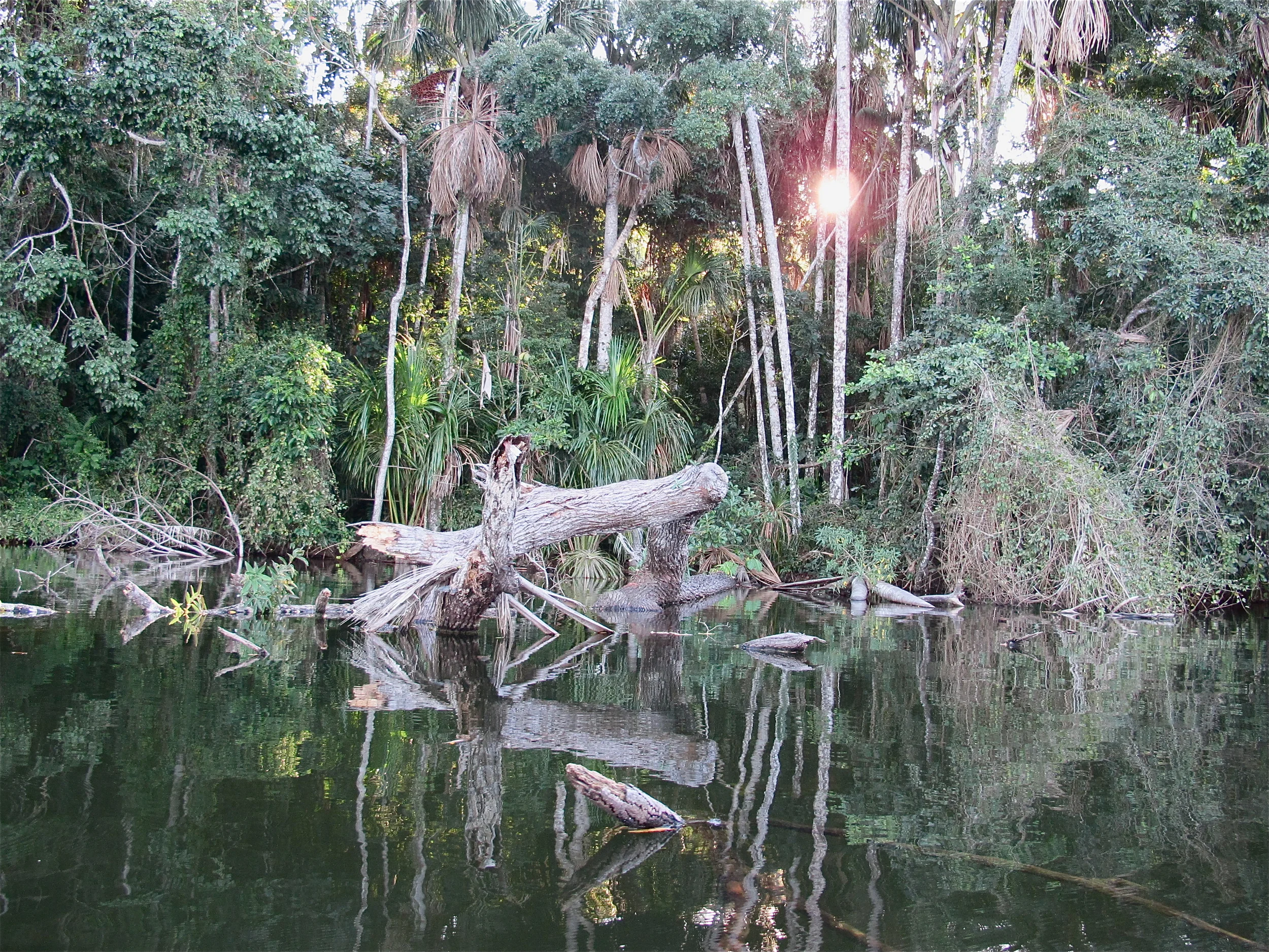 Dreamy reality, the Bolivian Amazon / copyright Sophie Walker
